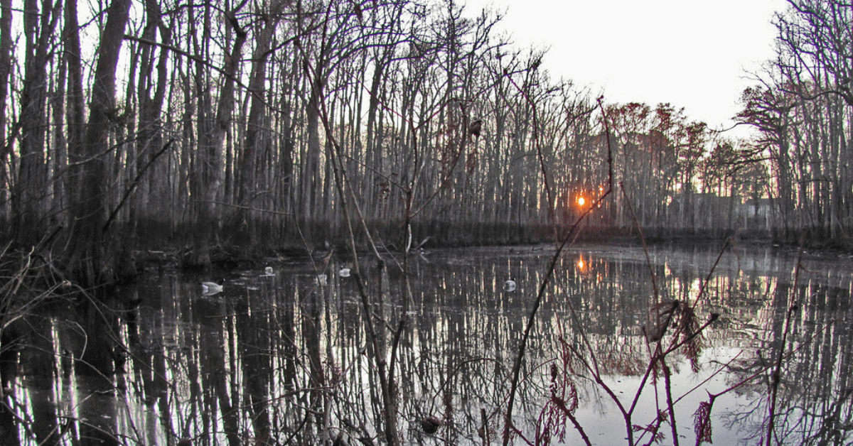 Featured Image for Building The Duck Hole of Your Dreams